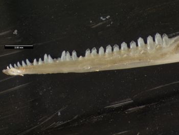 Media type: image;   Herpetology R-131690
